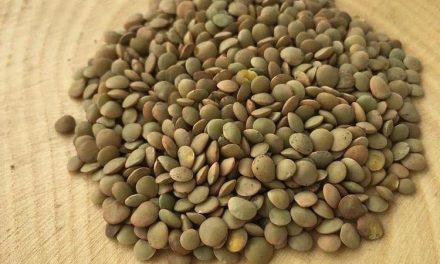 What is Atalık Seed, Hybrid Seed, GMO seed?