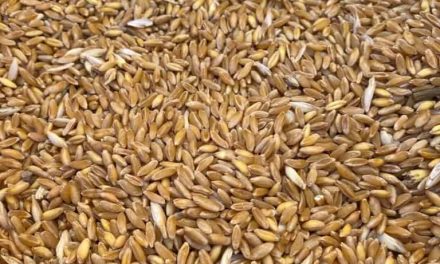 What is Karakılçık wheat, genetically unspoiled wheat?