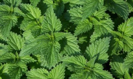 What are the benefits of nettle skin and hair?