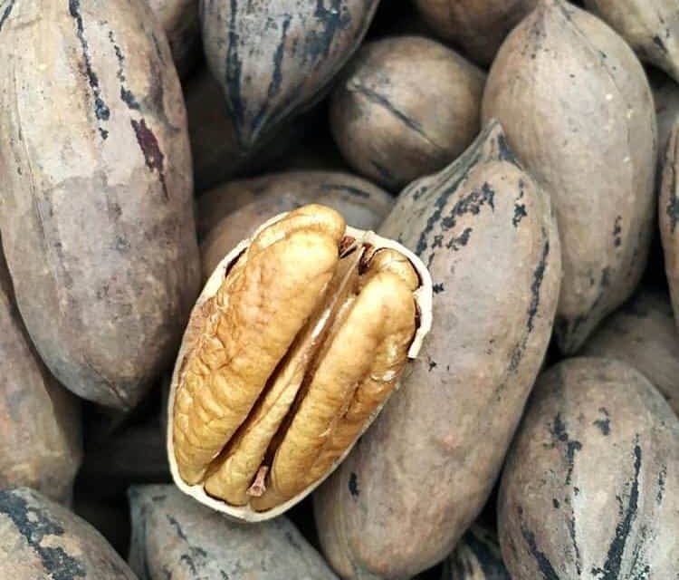 Brazilian walnut peak walnut? Are the two of them the same nuts?