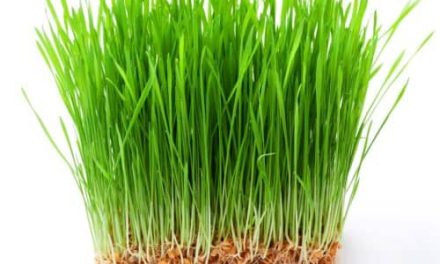 How to make wheat grass? Wheat grass juice benefits