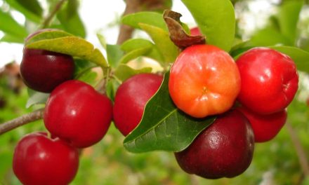 What are the benefits of Barbados cherry?