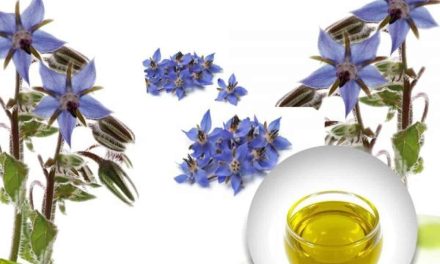 What are the benefits of humping seed oil?