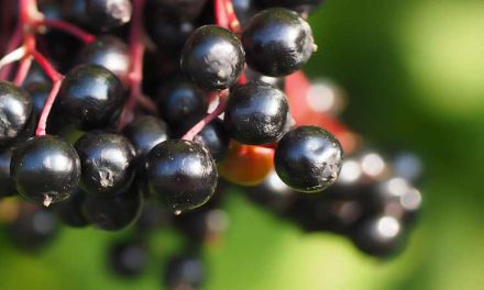 What is the black elderberry? Why never eaten raw?