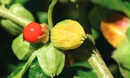 What are the effects of Ashwagandha on sexuality?