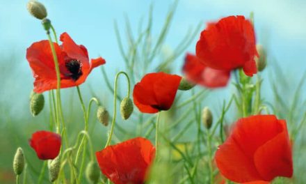 What are the benefits of poppy grass? How to make dinner?