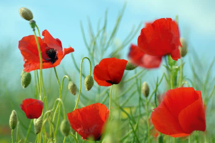 What are the benefits of poppy grass? How to make dinner?