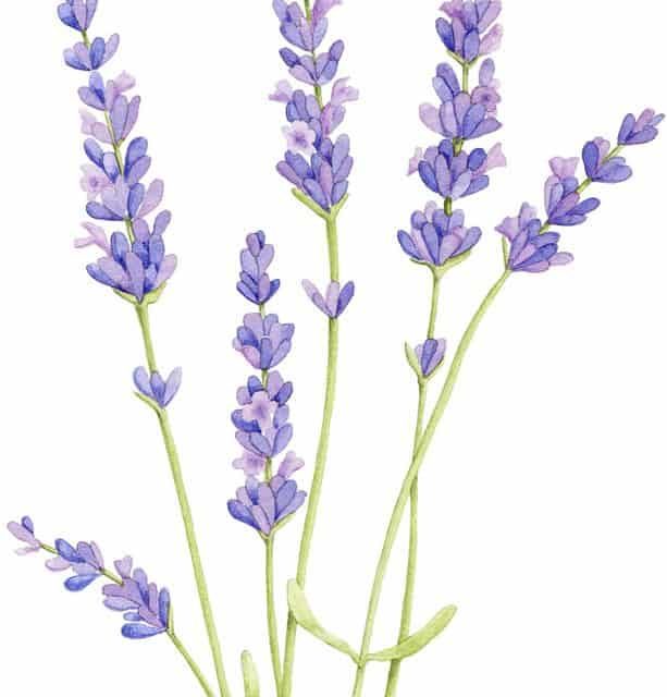Lavender History, Lavender Types and Usage Areas