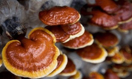 What are the reishi mushroom benefits? Support autophage!