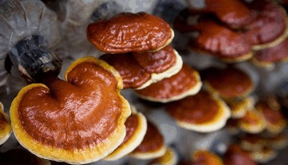 What are the reishi mushroom benefits? Support autophage!