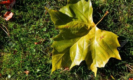Sycamore Leaf: Calculation, against gum disorder