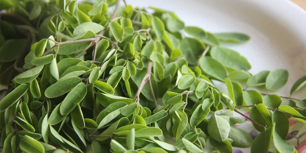 What are the benefits of Moringa tea? How is it prepared?