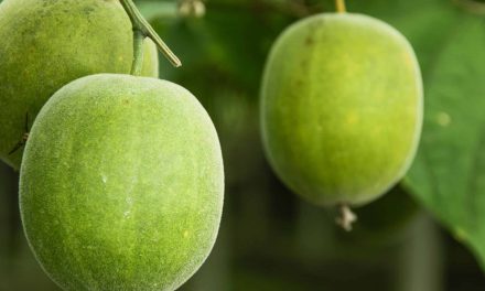 Monk Fruit: New Alternative with 0 calories