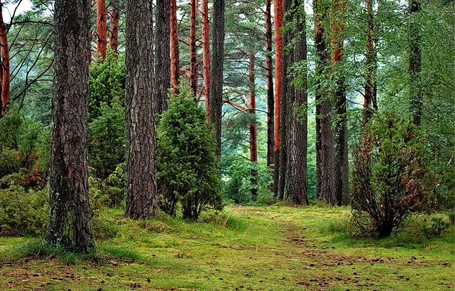 What is forest therapy? Therapy that leads to health and peace