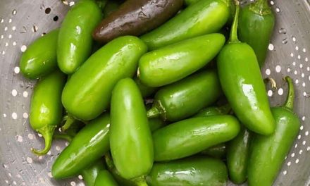 Jalapeno Pepper Pickle Recipe: Prebiotic, Easy Recipe!