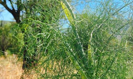 Is it the same thing as a tangle fennel? What are the benefits?