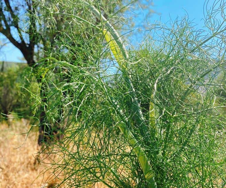 Is it the same thing as a tangle fennel? What are the benefits?