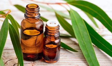 Eucalyptus Oil: It opens the breath, relaxes, painkillers!