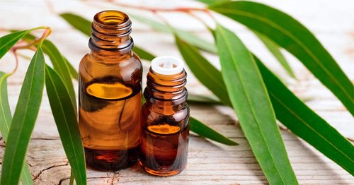 Eucalyptus Oil: It opens the breath, relaxes, painkillers!