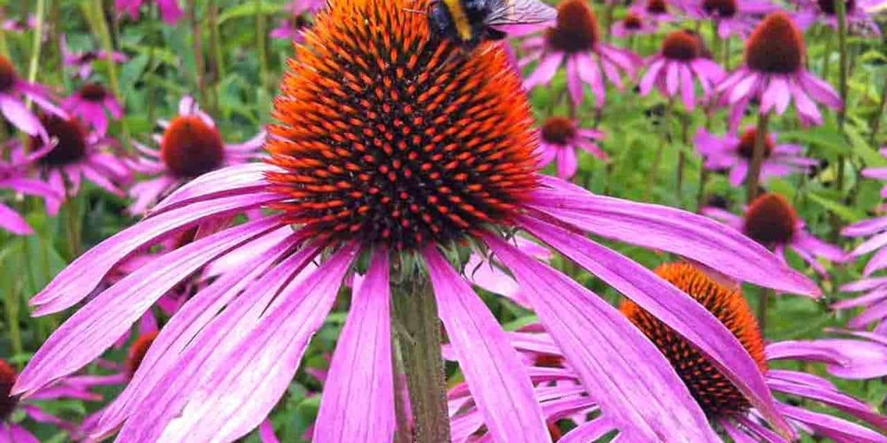 How to remove echinacea seeds? When to plan?