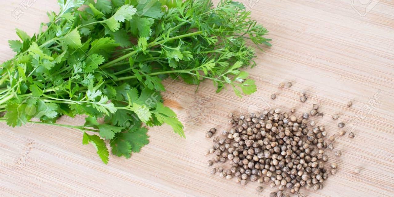 How to use coriander seeds? In which dishes