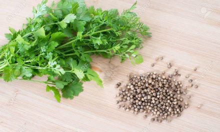 How to use coriander seeds? In which dishes