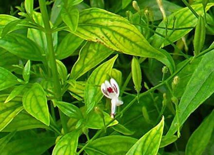 What is Andrographis Paniculata? What are the benefits?