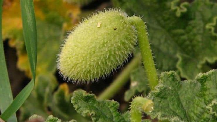 What does bitter melon do? Is it poisonous?