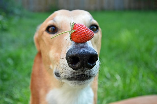 Do dogs eat fruit? Do the dogs eat apples?
