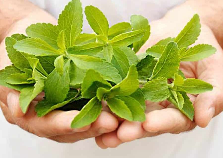 What is Stevia Plant? How to use sugar grass?