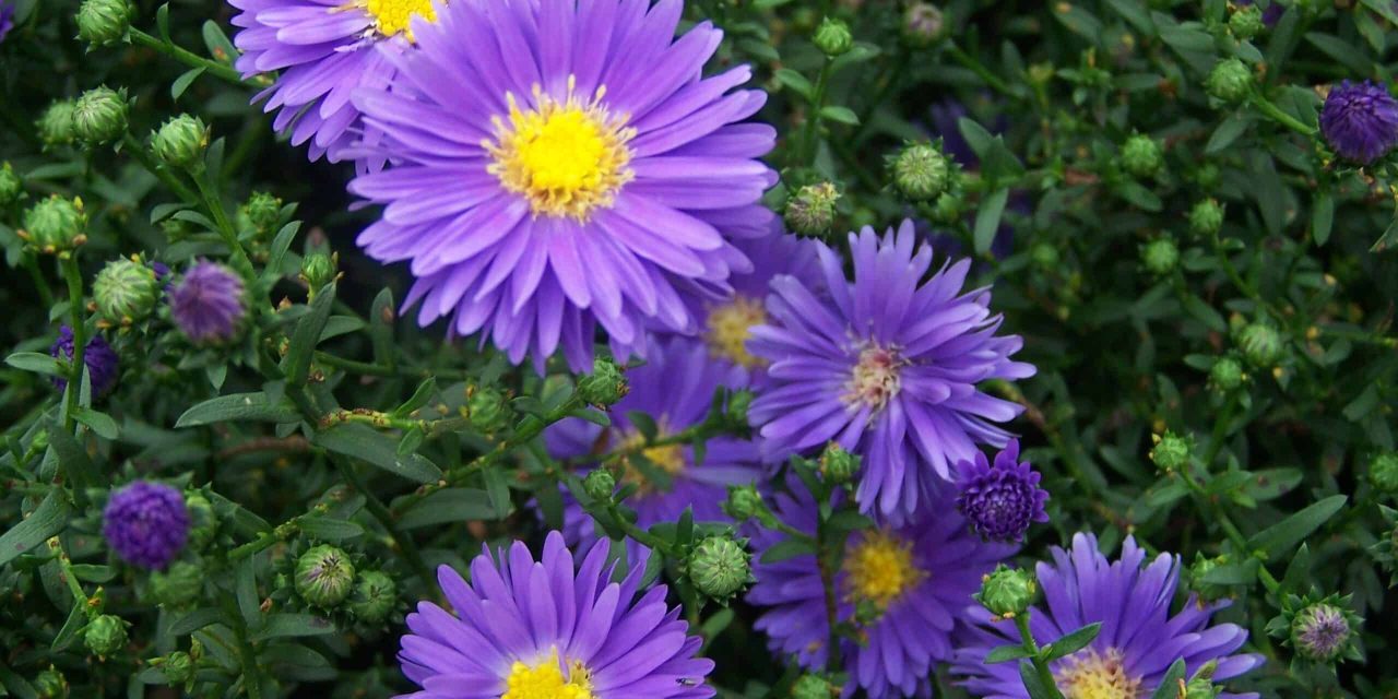 When is the aster flower planted? Starpat Care