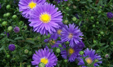 When is the aster flower planted? Starpat Care