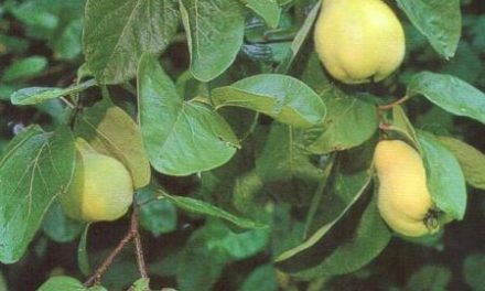 Is quince leaves good for coughing? How to dried?