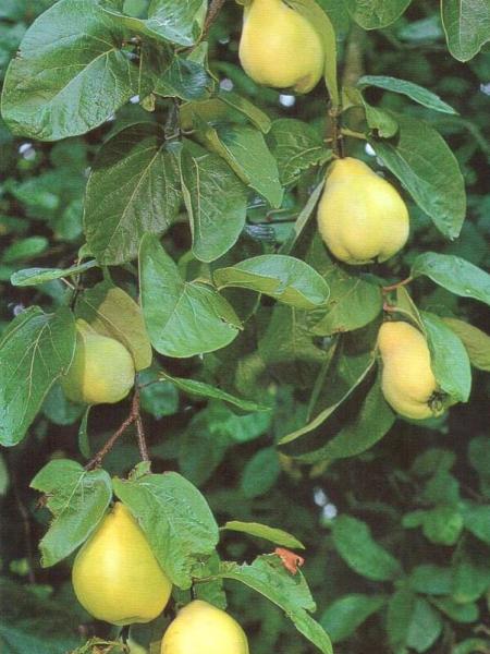 Is quince leaves good for coughing? How to dried?