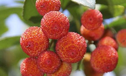 What are the benefits of mountain strawberry leaves? Where does it grow?
