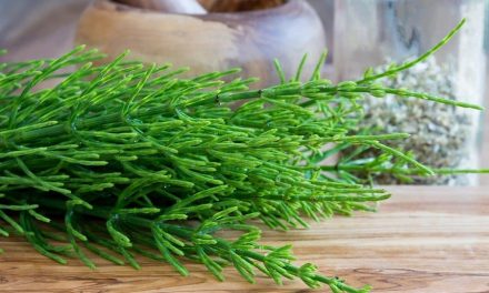 What are the benefits of Equisetum Arvense? Does it remove hair?
