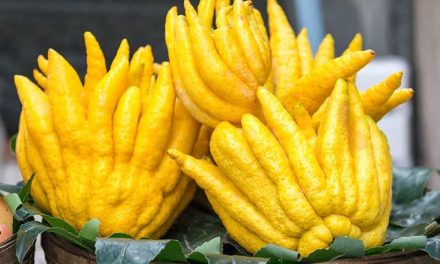 What is Buddha’s hand fruit? How to Eat?