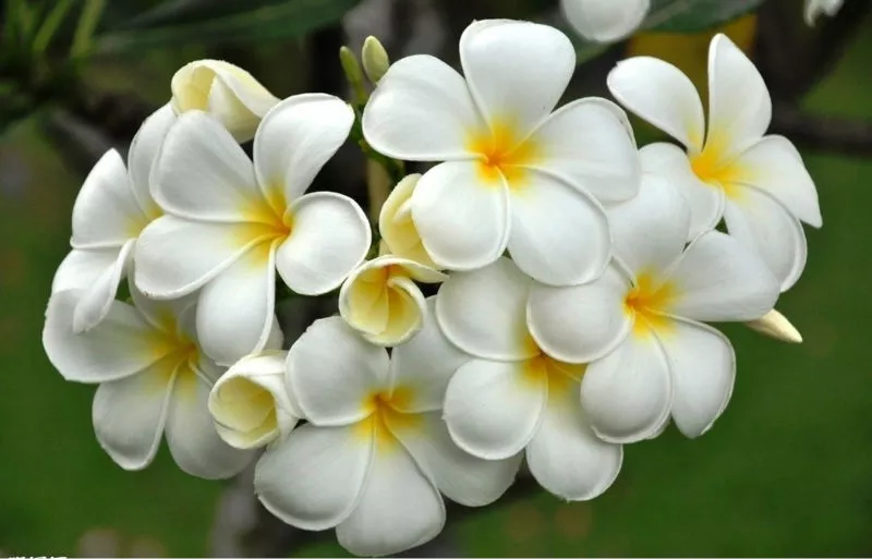 What is Frangipani Oil? What are the benefits?