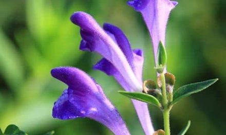 What is Blue Kaside Grass? What are the benefits of Chinese skullcap?