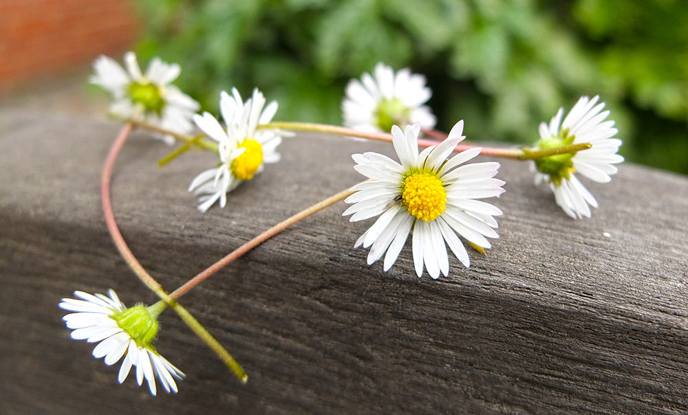 What are the benefits of chamomile tea?