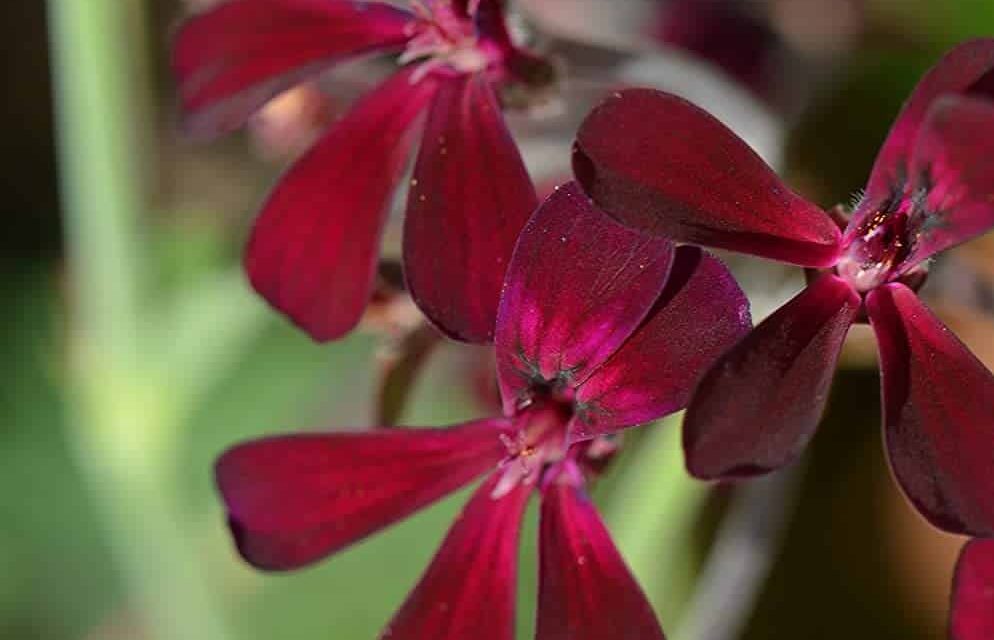 What does African geranium do?