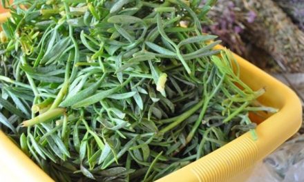 How to eaten rock grove? What are the benefits of sea fennel?