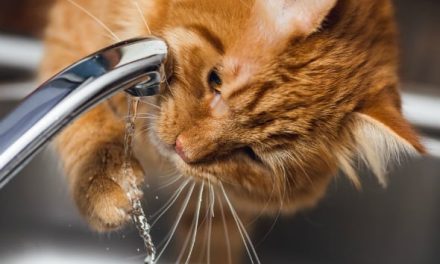 How much should the water consumption of cats?