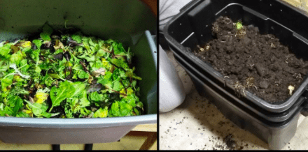How to make worm manure? How to use?