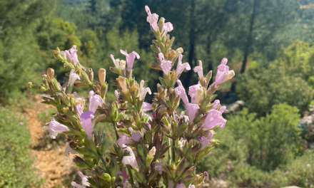 How to brew sage flower? When to gather?