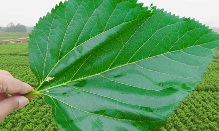 When is the mulberry leaf collected? What are the damages?