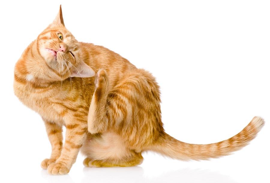 What are the symptoms of food allergy in cats?