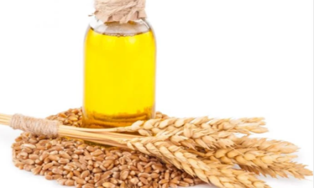 How to use wheat oil for under -eye bruises?