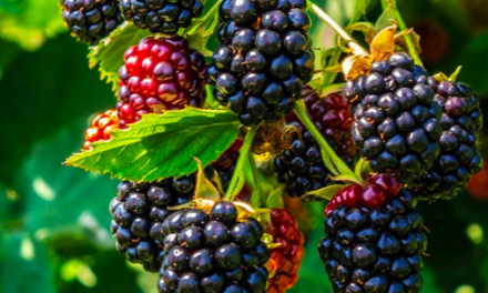 Can blackberry leaf tea be used during pregnancy?