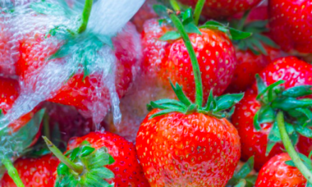How to hide washed strawberries? Strawberry storage in the freezer